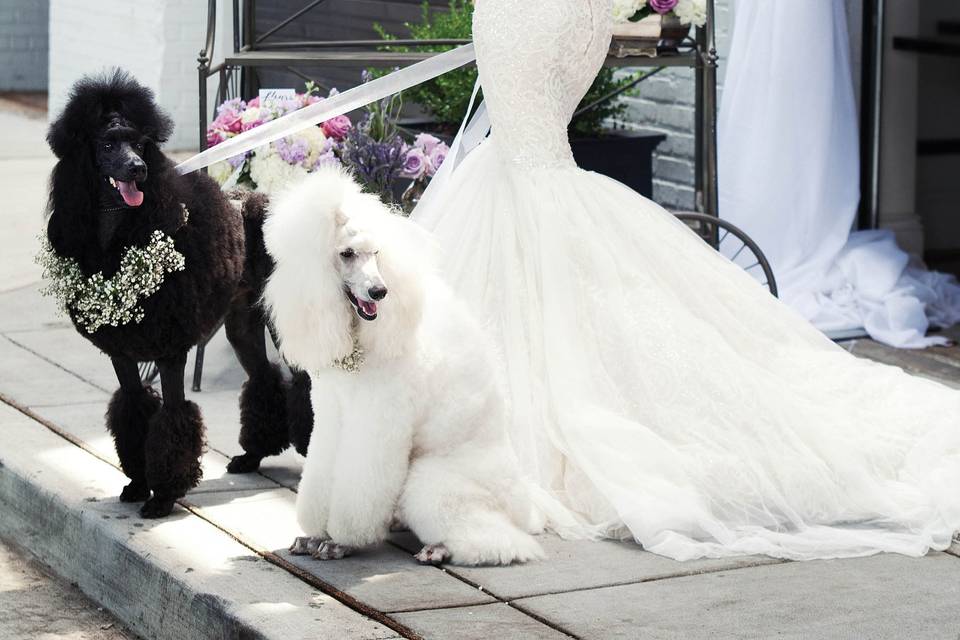 Bride with dogs