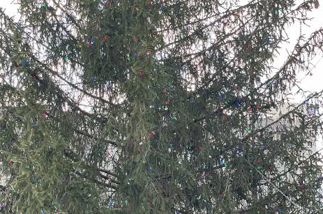 Christmas Tree Elopement
