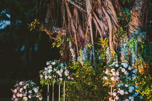 Banyan tree at night