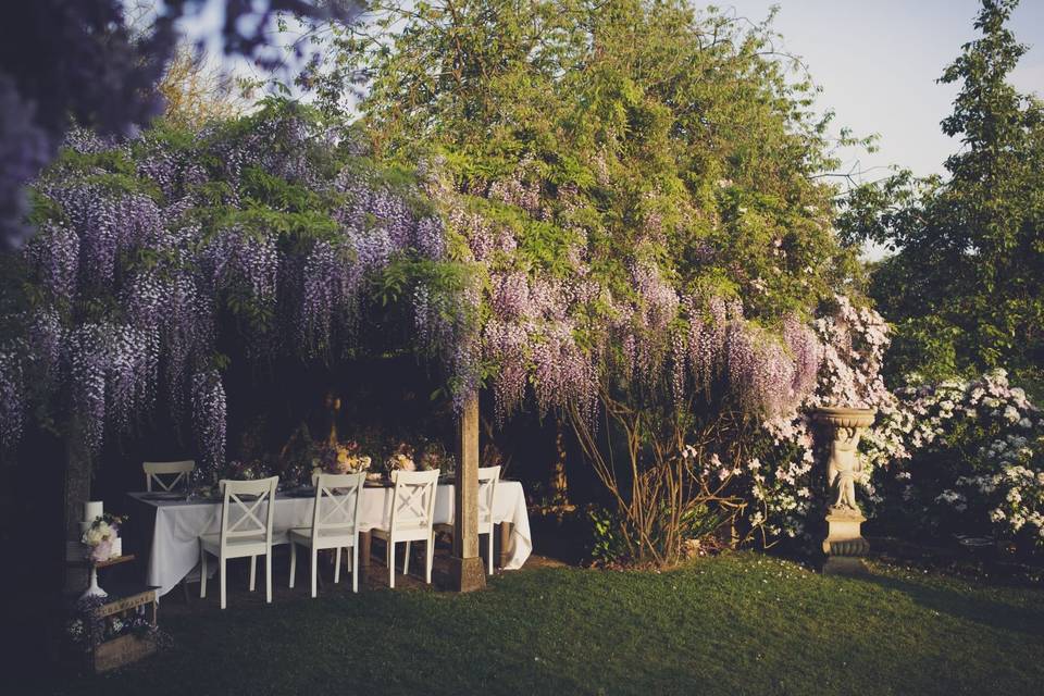 Wisteria on top terrace