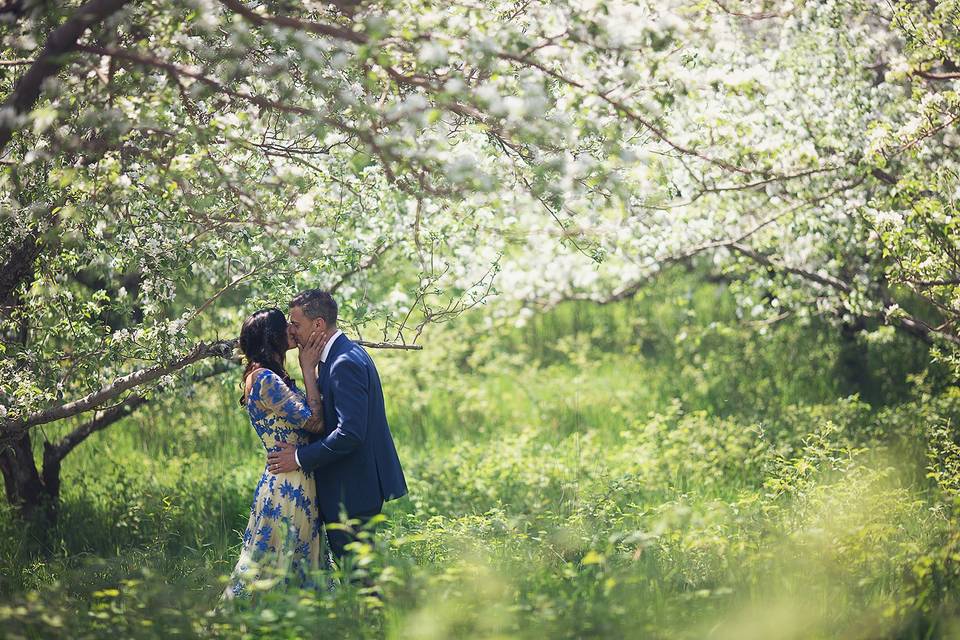 Apple Blossoms