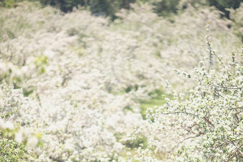 Apple blossoms