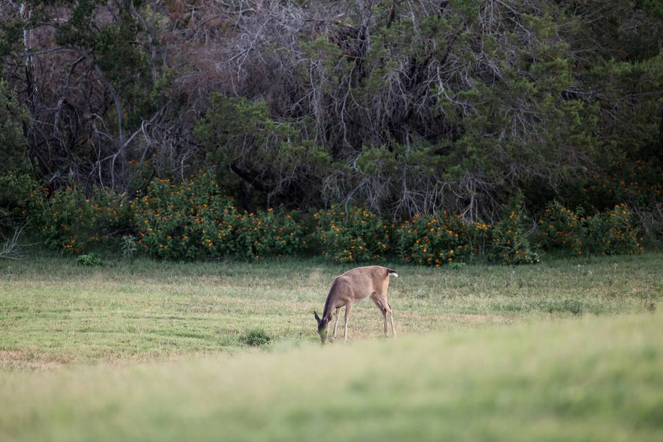 Wild deer on premise