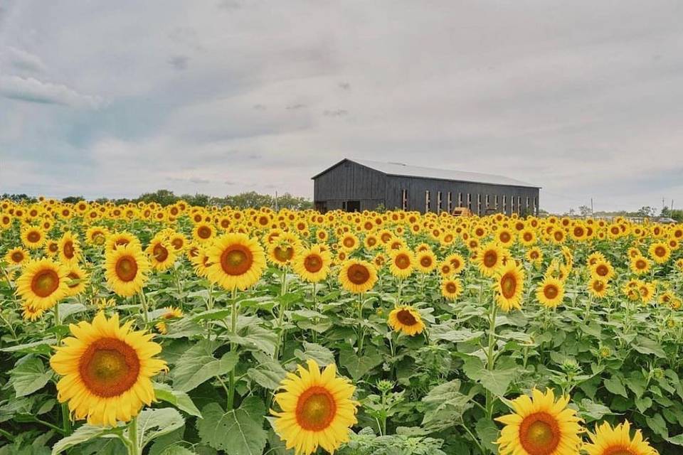 Sunflowers in bloom early August