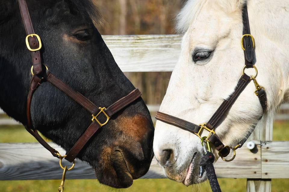 Animals sharing the day