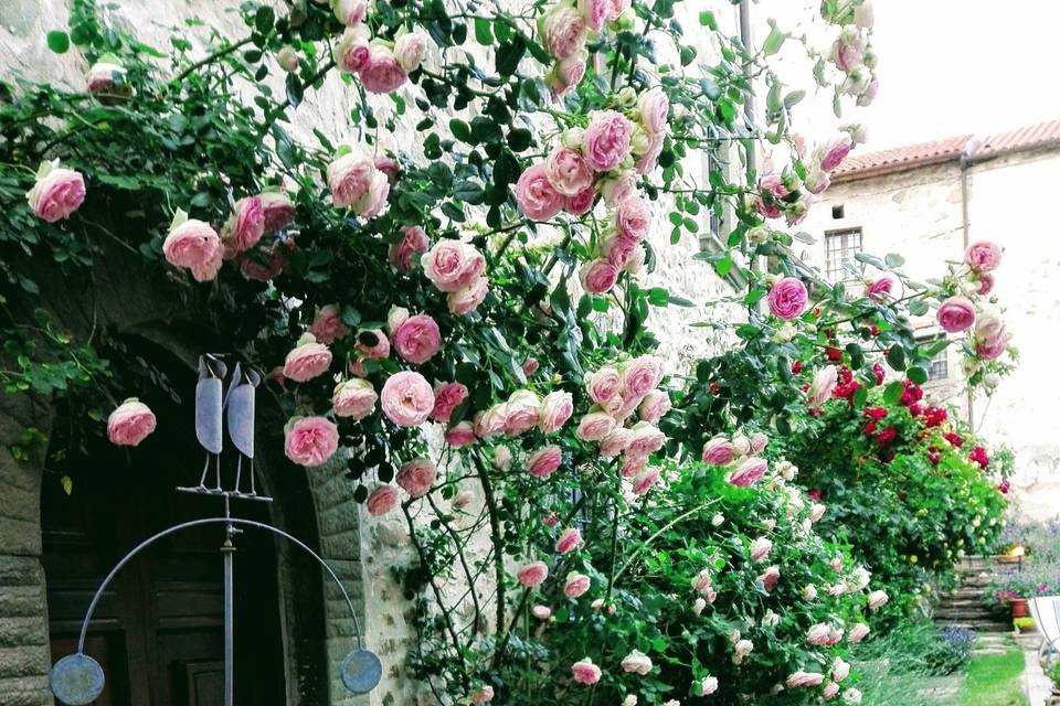 Our roses in May
