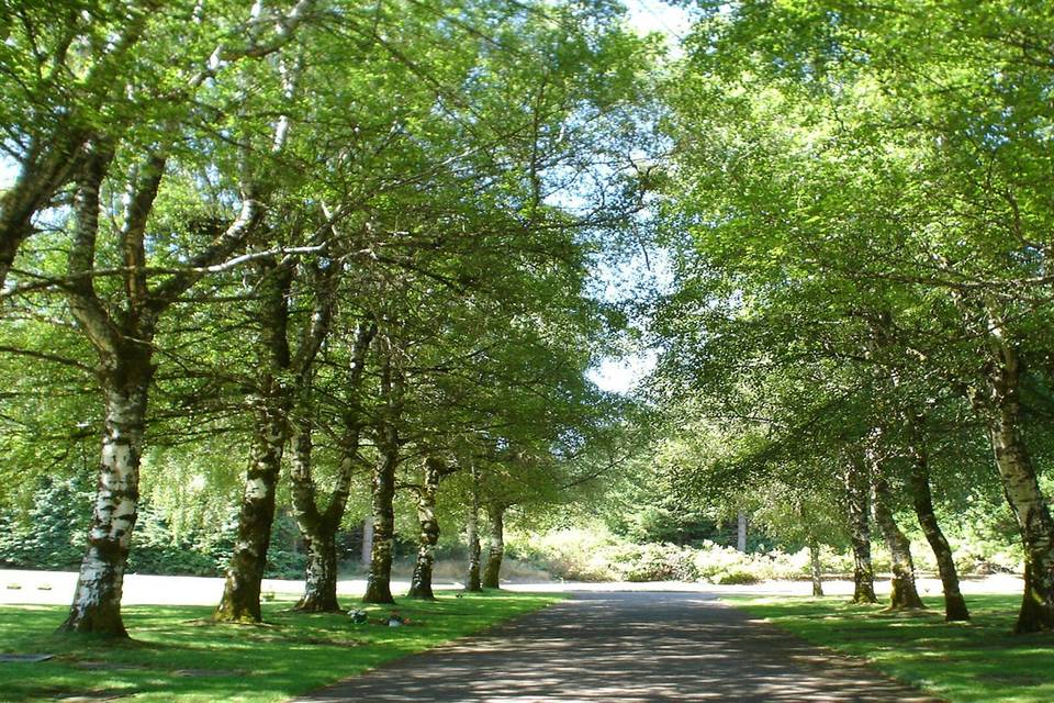Birch tree lane