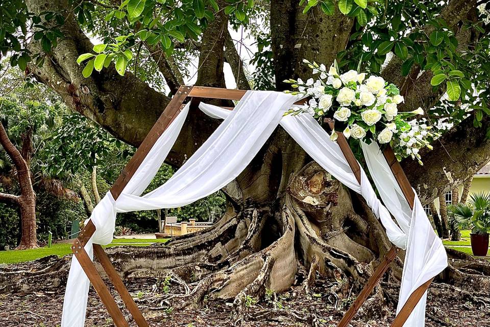 Arbor - Mysore Fig Tree