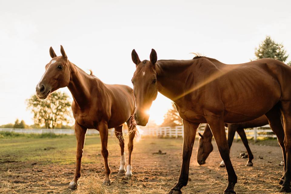 Horses in a field.