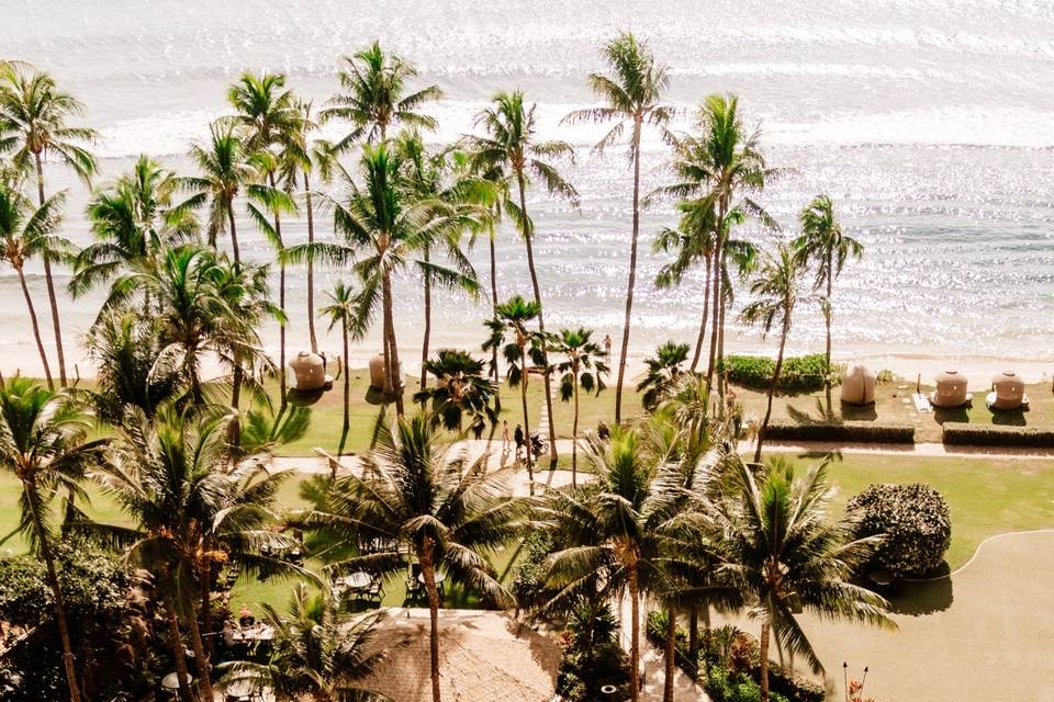 Palms trees at a resort.