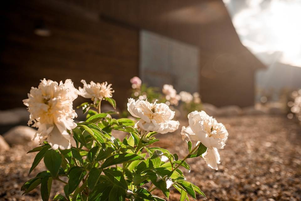 Flowers at the barn