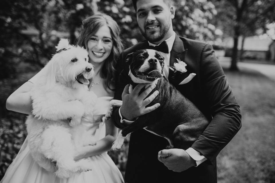 Dogs on wedding day