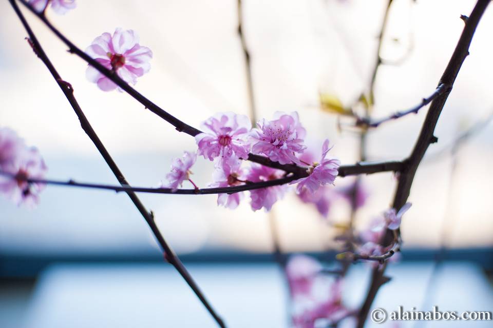 Flowers by Stem