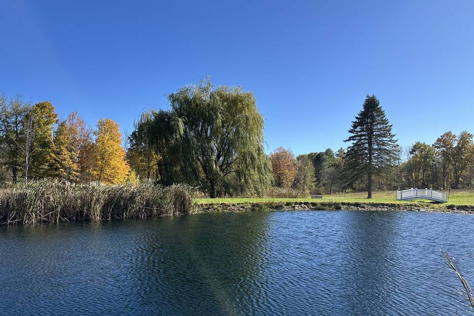 Pond, Willow Tree & Bridge