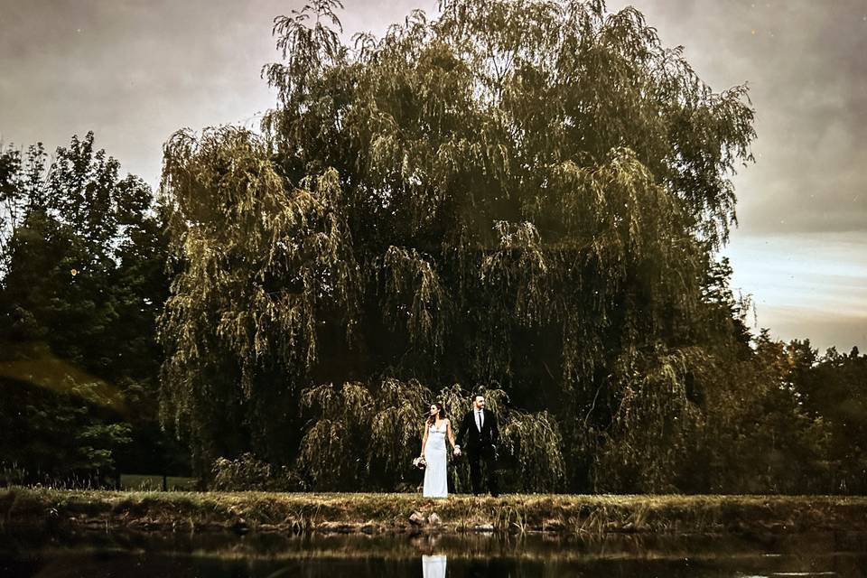 The Giant Willow by the Pond