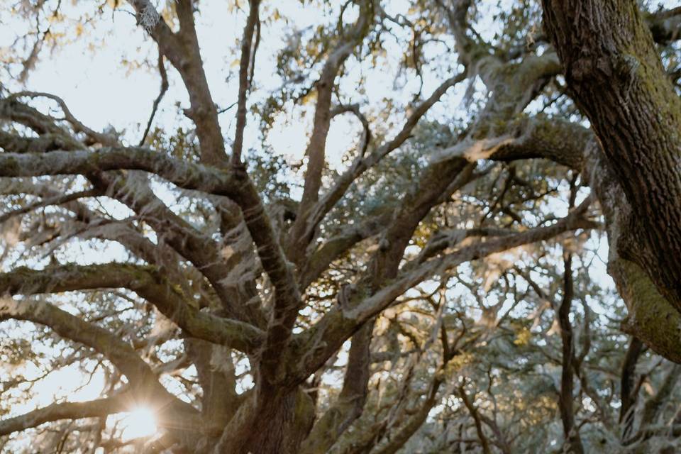 Engagement Shoot