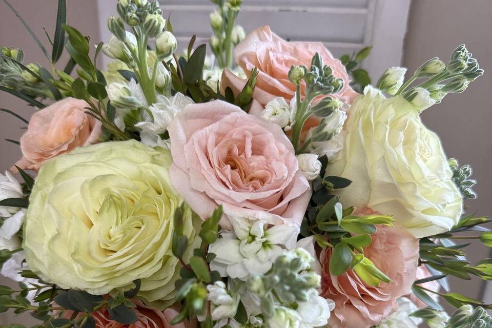 Garden roses