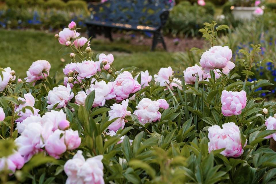 Garden gazebo