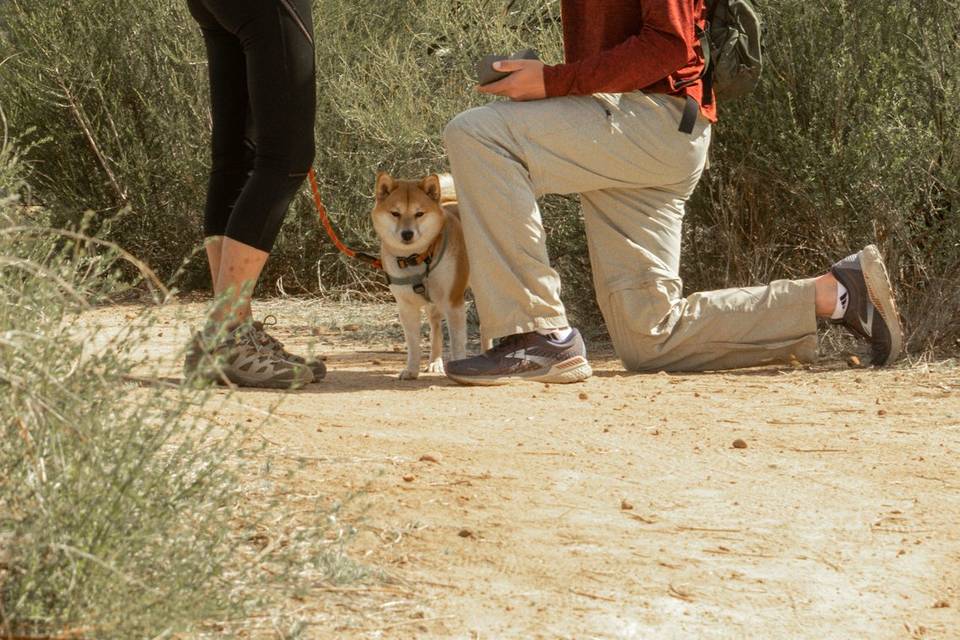 Wade & Vivon Proposal