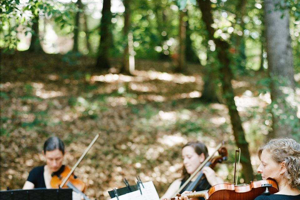 Arioso Strings Forest Theater