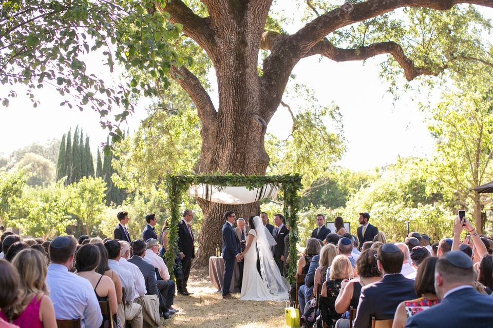 Campovida Oak Tree