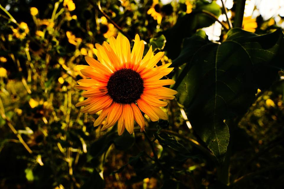 Sunflowers in sun - Stone Focus Production