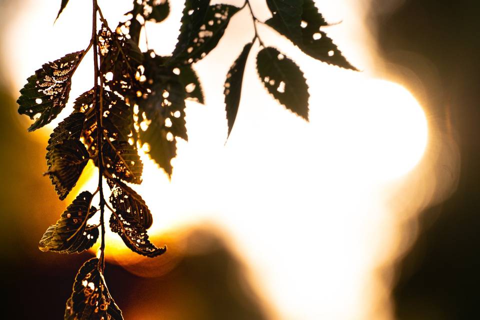 Leaves in the day - Stone Focus Production