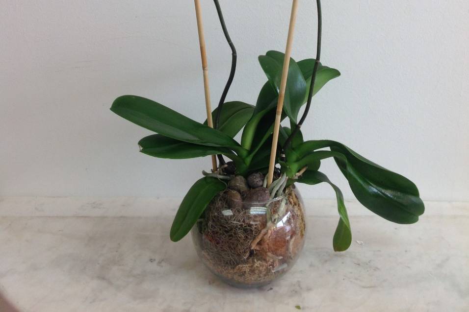 Orchids Arrangements