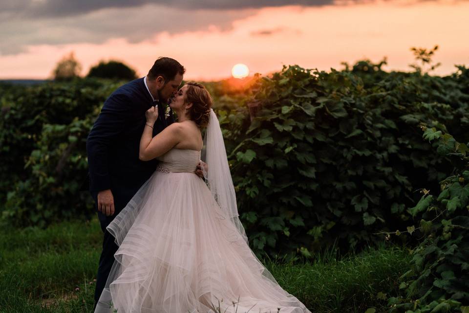 Sunset in a vineyard