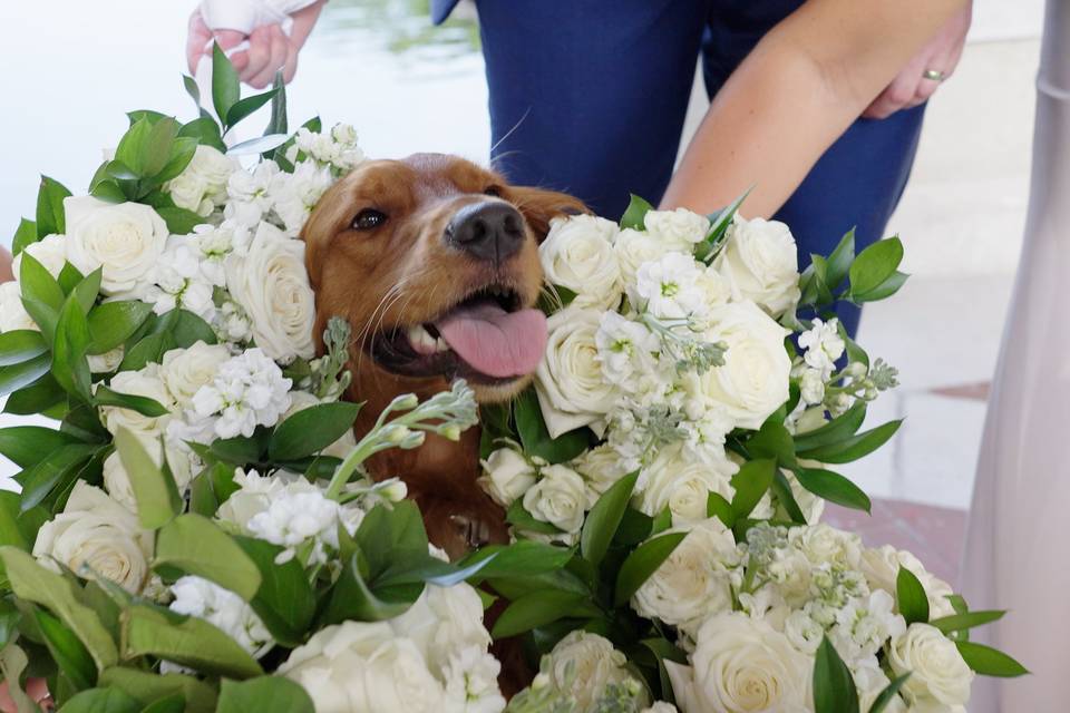 Dog with flowers