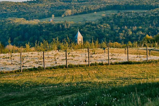 Orchard