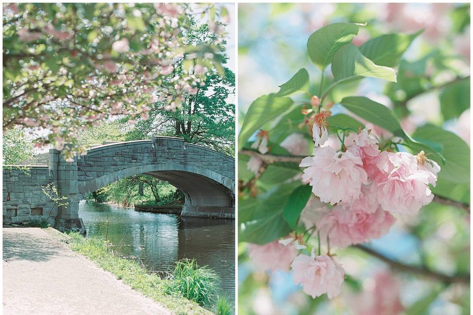 Cherry blossoms in the spring