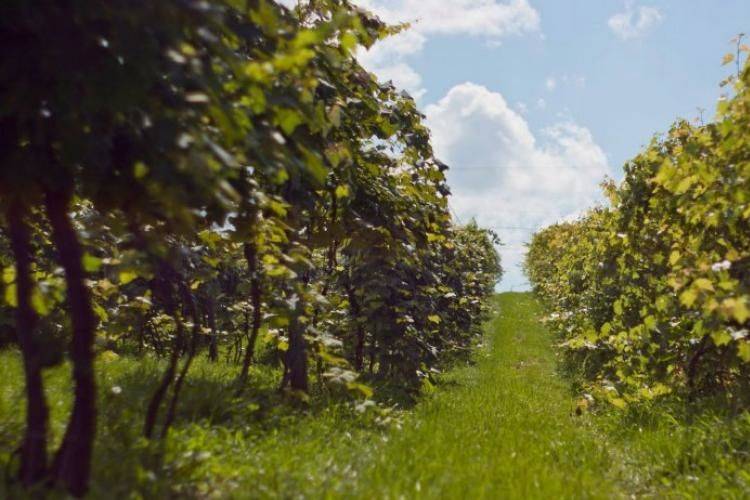 Wineyard