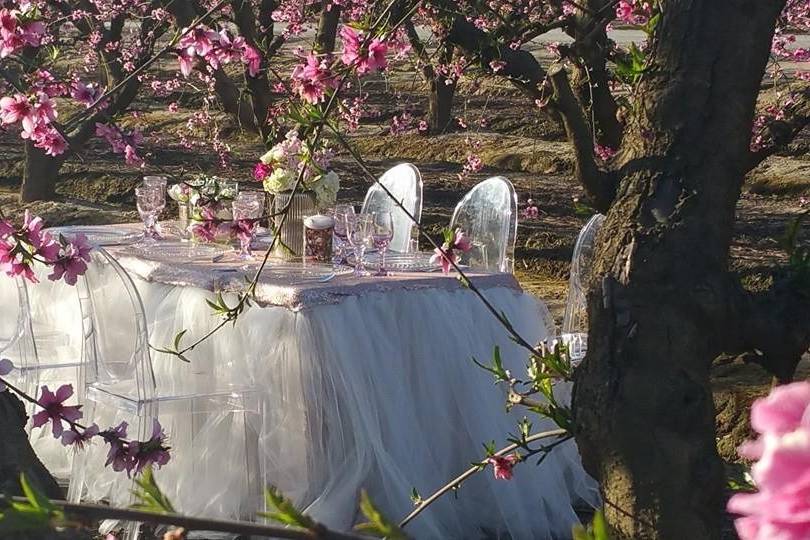 Outdoor ceremony setup