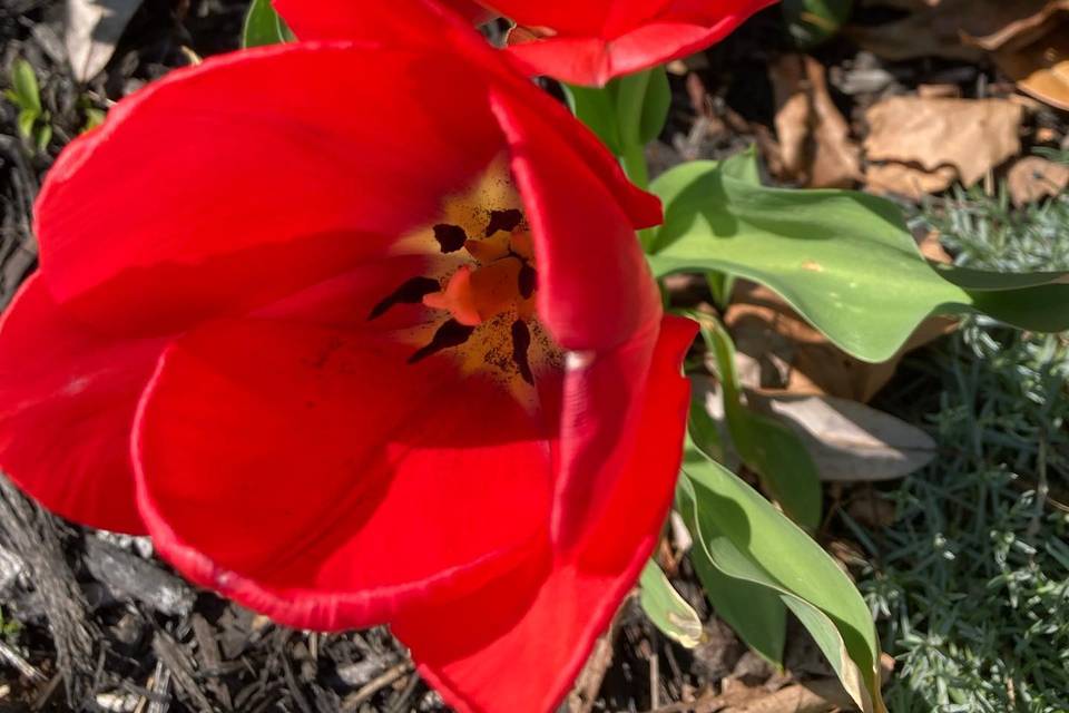 Red tulips