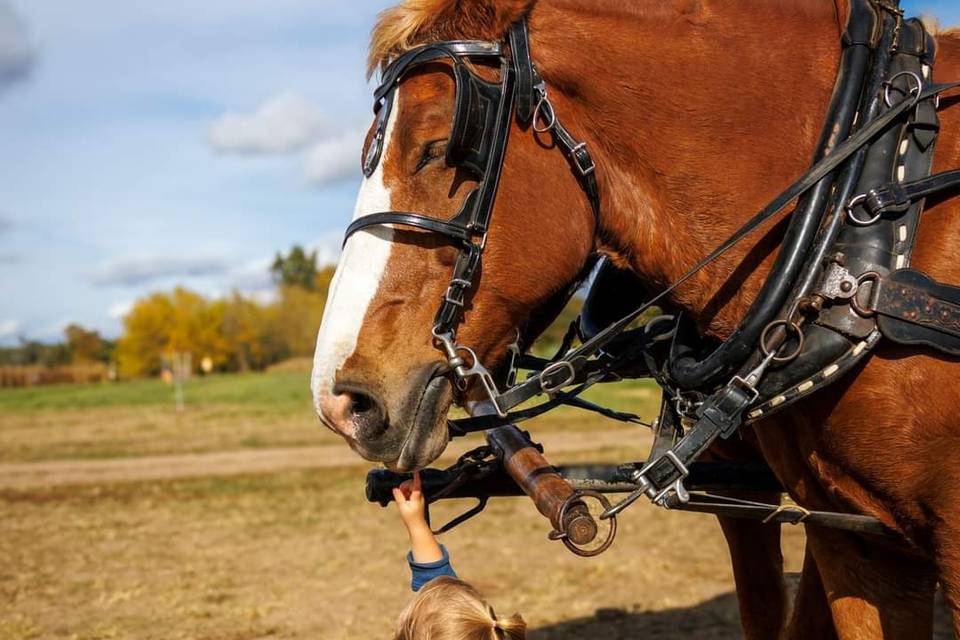 Amazing horses