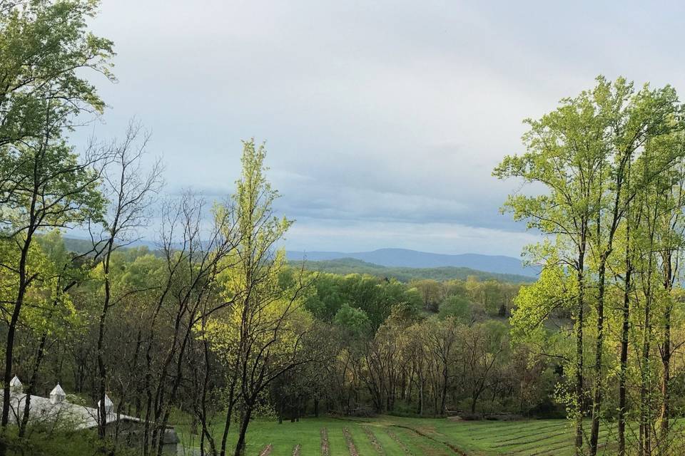 Blackberry field