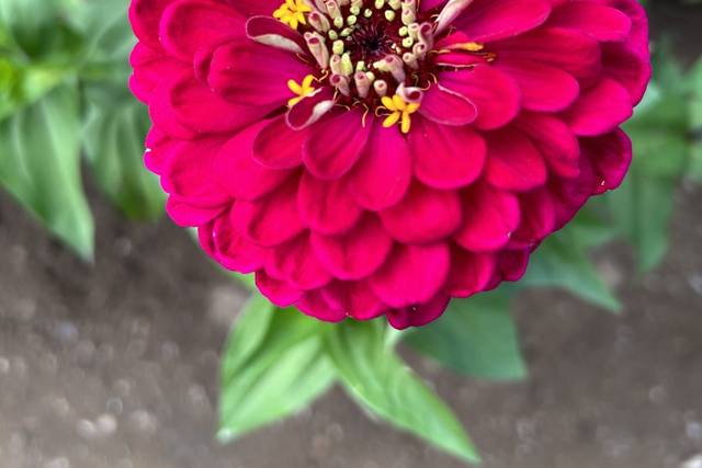 Lush petals