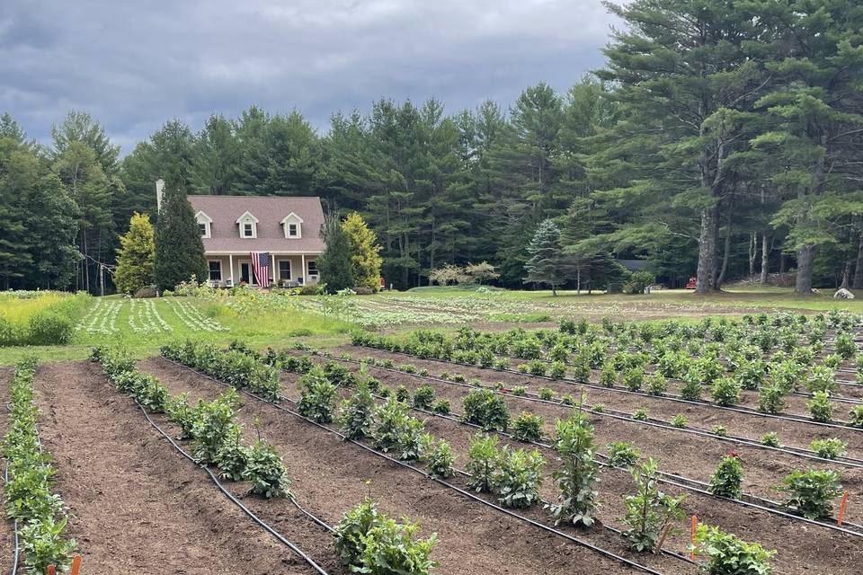 The land