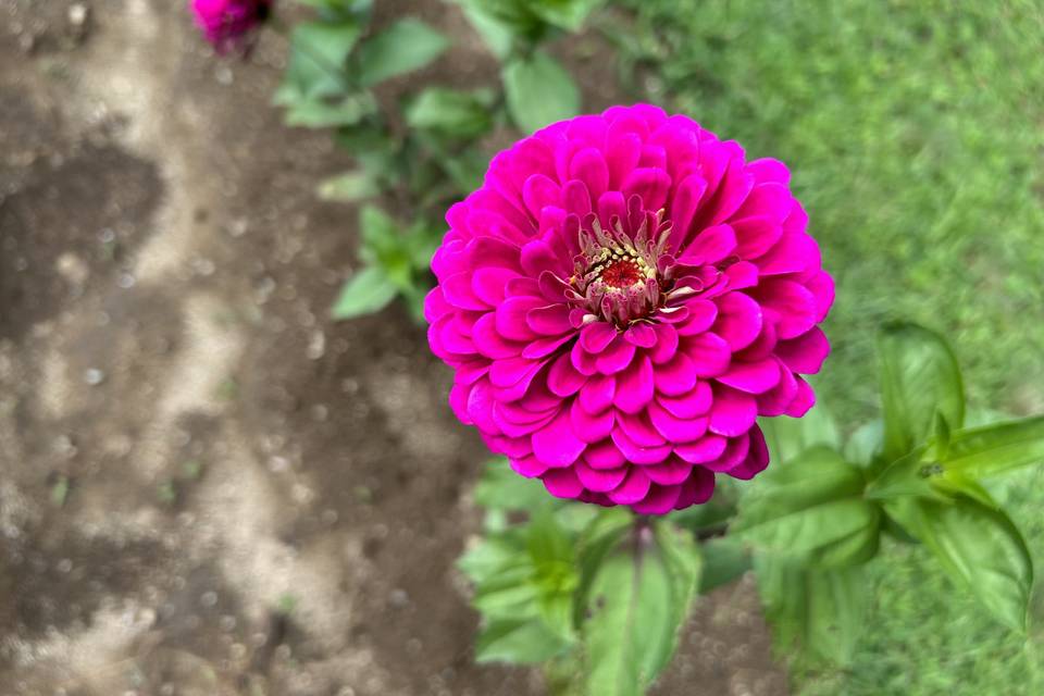 Pretty in pink