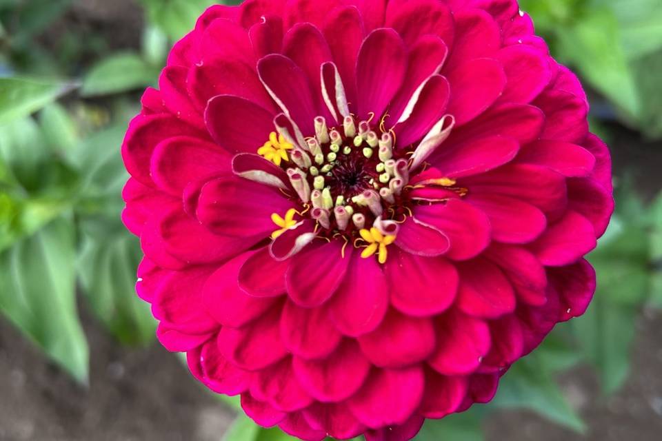 Lush petals