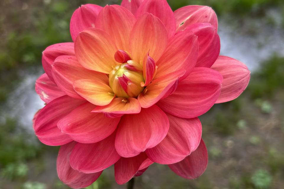 SweetPeaFlowerFarm, LLC