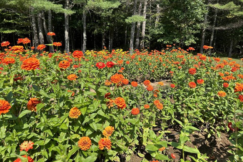 SweetPea Flower Farm