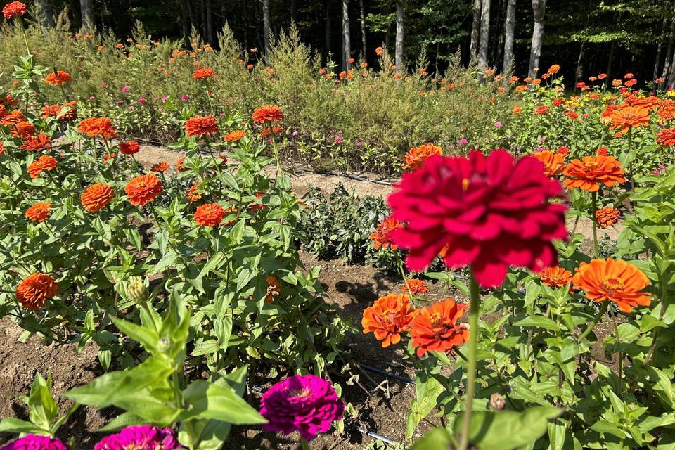 SweetPea Flower Farm