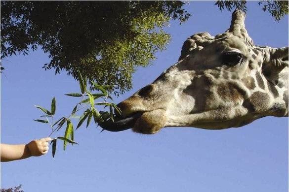 Giraffe Feeding