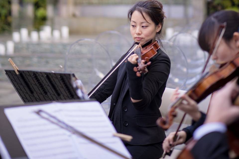 Shade Hotel String Quartet