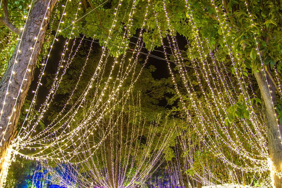 String lit trees