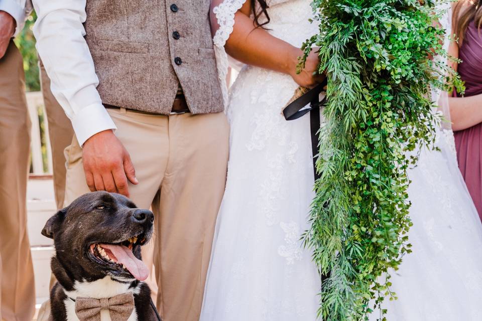 Dogs and Weddings - best duo