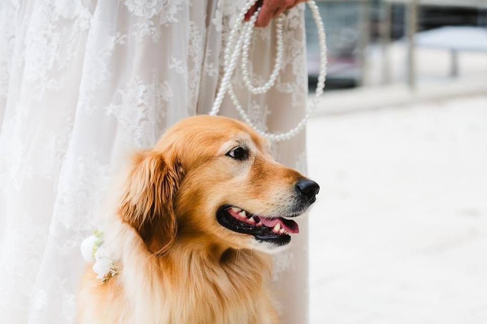 Dog Friendly