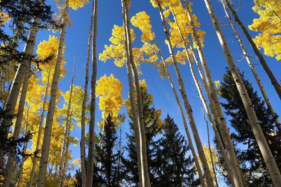 Surrounded by Aspen Forestts